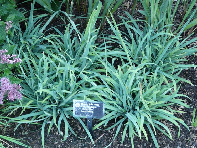CAREX LAXICULMIS BUNNY BLUE