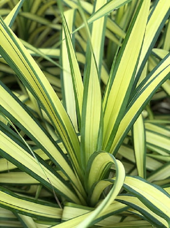 PHORMIUM COOKIANUM BLONDIE