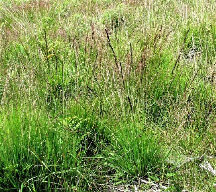 MOLINIA CAERULEA IGEL