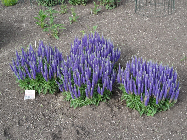 VERONICA SPICATA ROYAL CANDLES