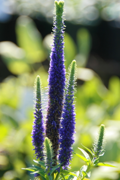 VERONICA SPICATA ROYAL CANDLES