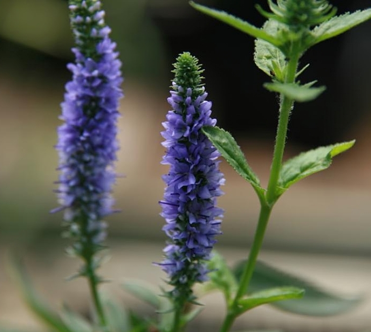 VERONICA SPICATA ROYAL CANDLES