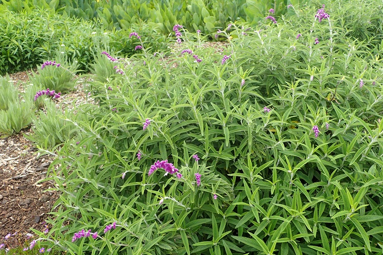 SALVIA LEUCANTHA