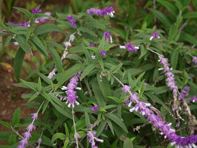 SALVIA LEUCANTHA