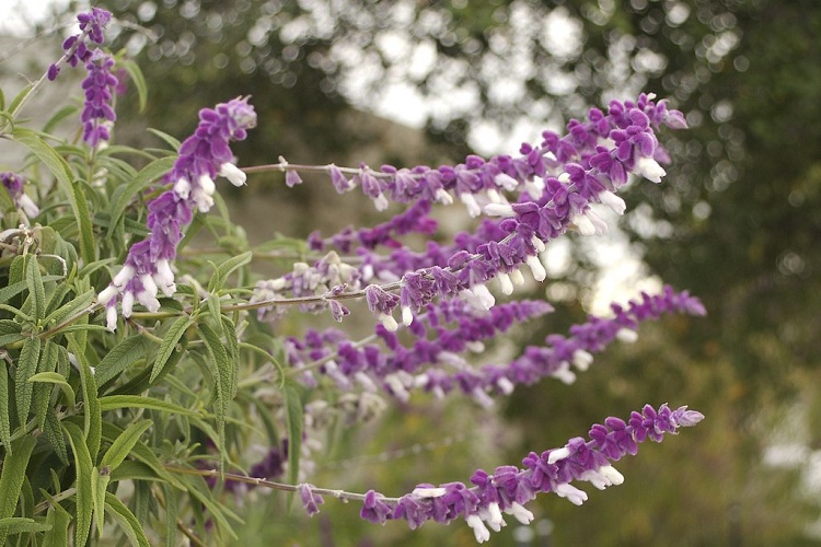 SALVIA LEUCANTHA