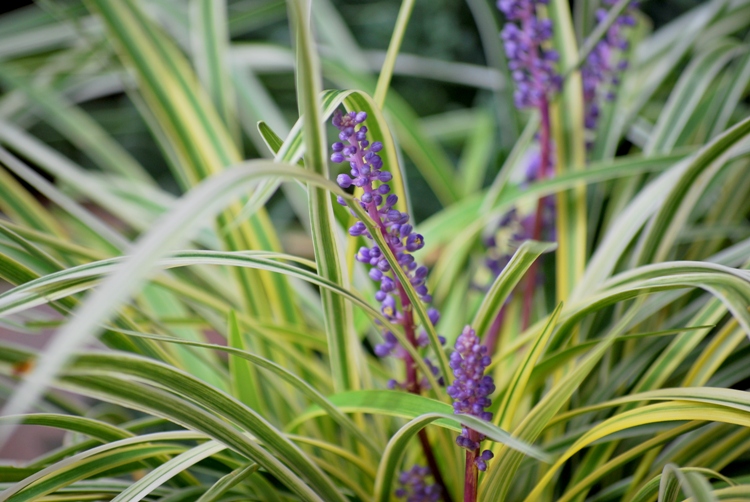 LIRIOPE MUSCARI SILVERY SUNPROOF