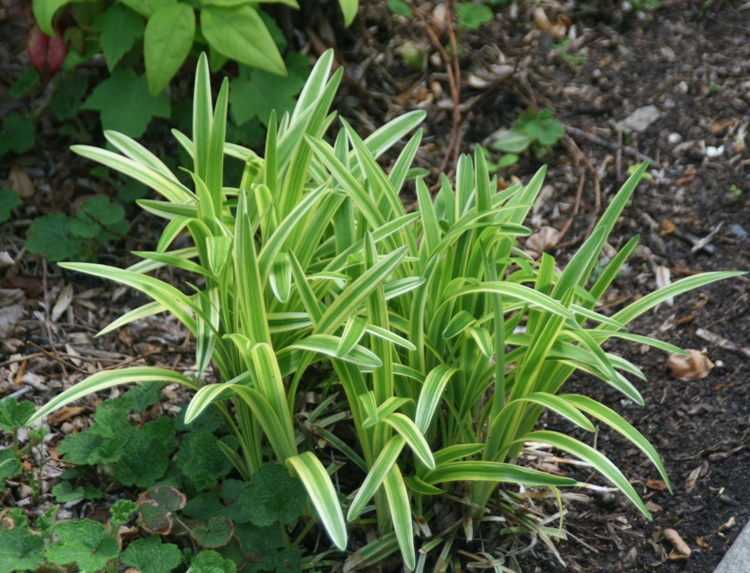 LIRIOPE MUSCARI SILVERY SUNPROOF