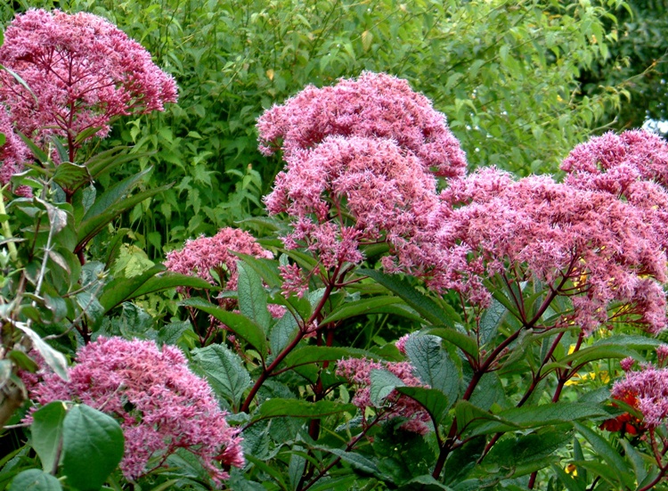 EUPATORIUM MACULATUM PHANTOM