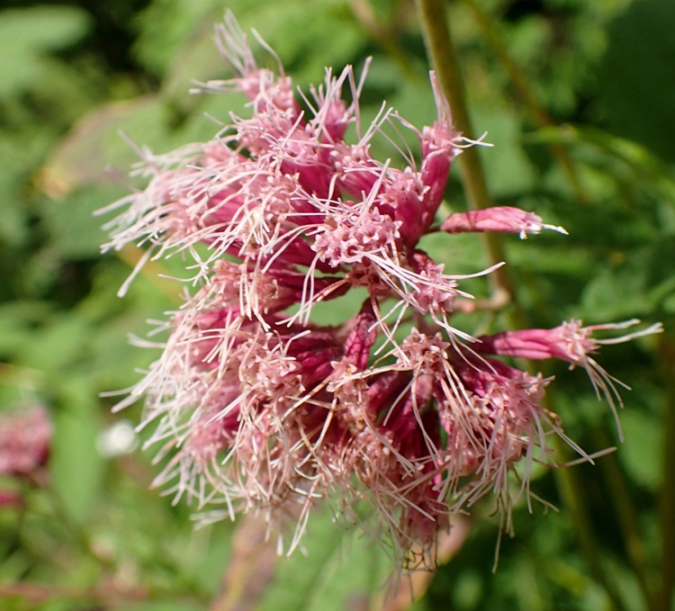EUPATORIUM MACULATUM PHANTOM