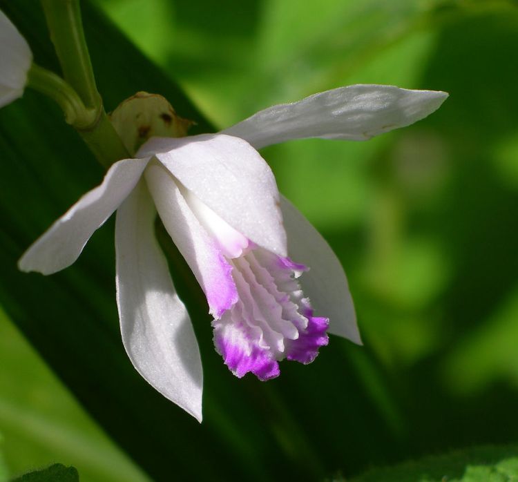 BLETILLA STRIATA KUCHIBENII