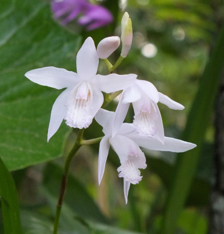 BLETILLA STRIATA ALBA VARIEGATA