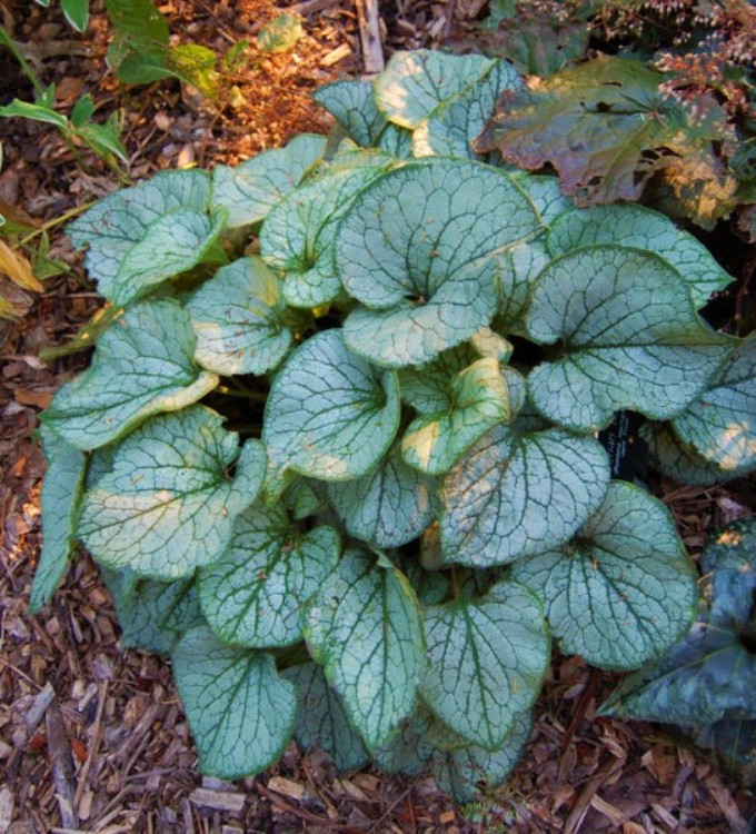 BRUNNERA MACROPHYLLA ALEXANDER'S GREAT