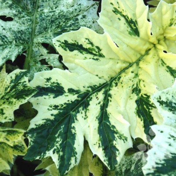 ACANTHUS MOLLIS TASMANIAN ANGEL