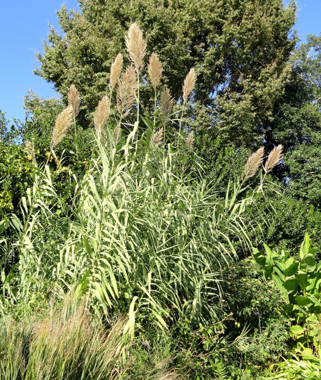 ARUNDO DONAX VARIEGATO