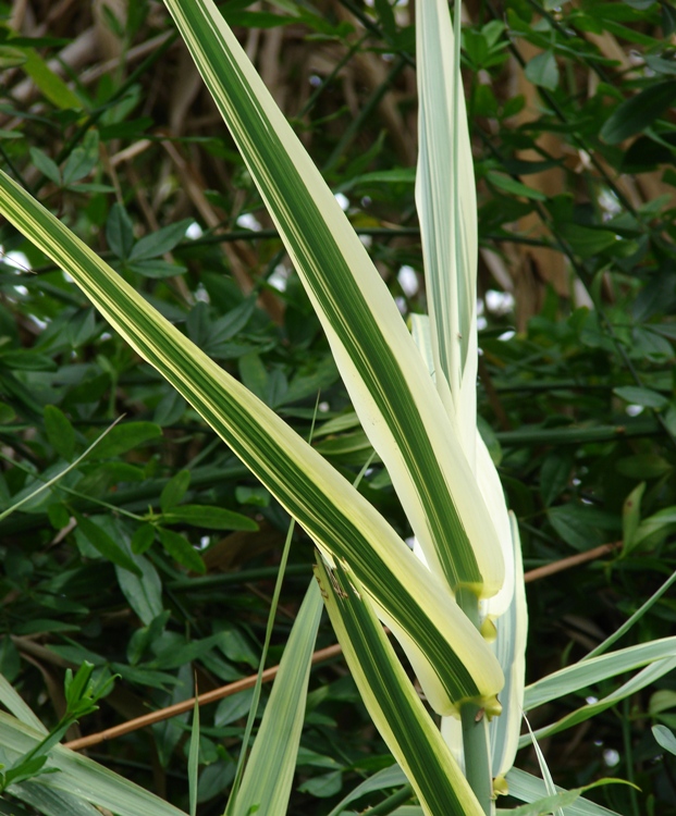 ARUNDO DONAX VARIEGATO