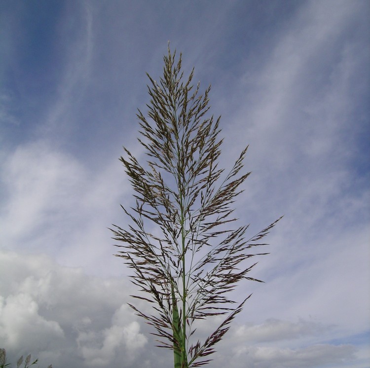 ARUNDO DONAX VARIEGATO