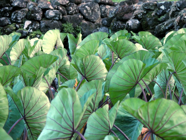 COLOCASIA BLUE HAWAII