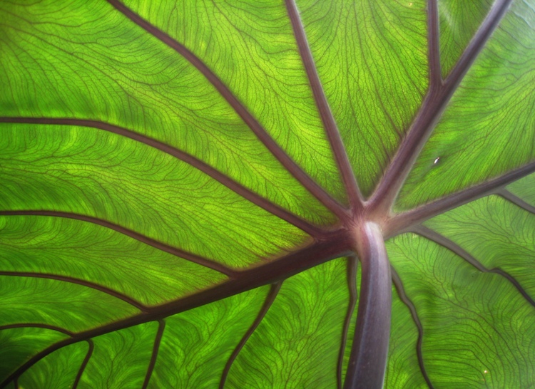 COLOCASIA BLUE HAWAII