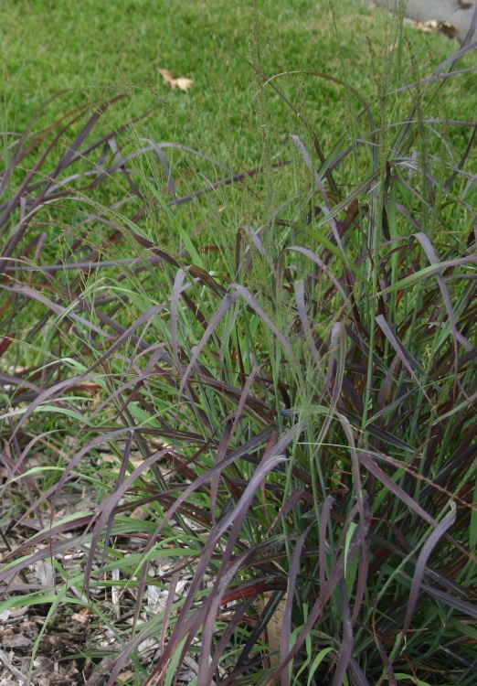 PANICUM VIRGATUM HOT ROD