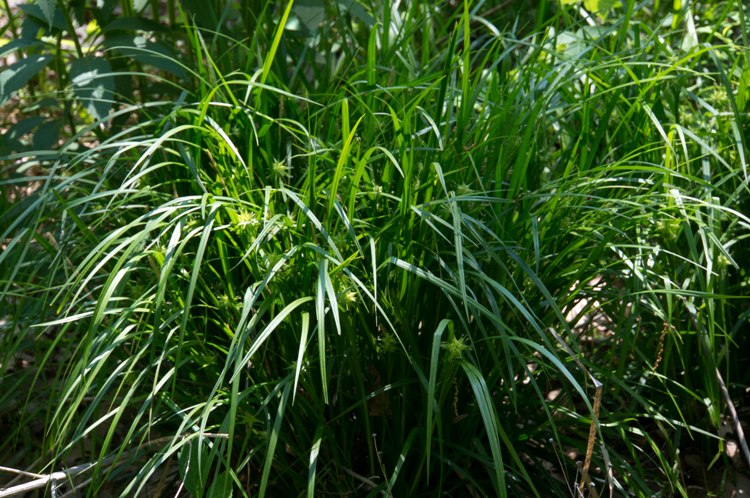 CAREX OSHIMENSIS EVERGREEN