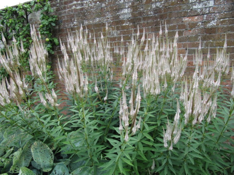 VERONICA VIRGINICA