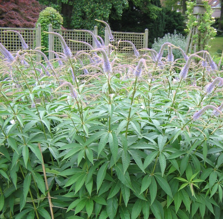 VERONICA VIRGINICA