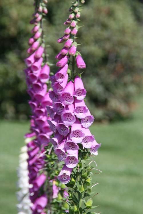 DIGITALIS X PURPUREA EXCELSIOR