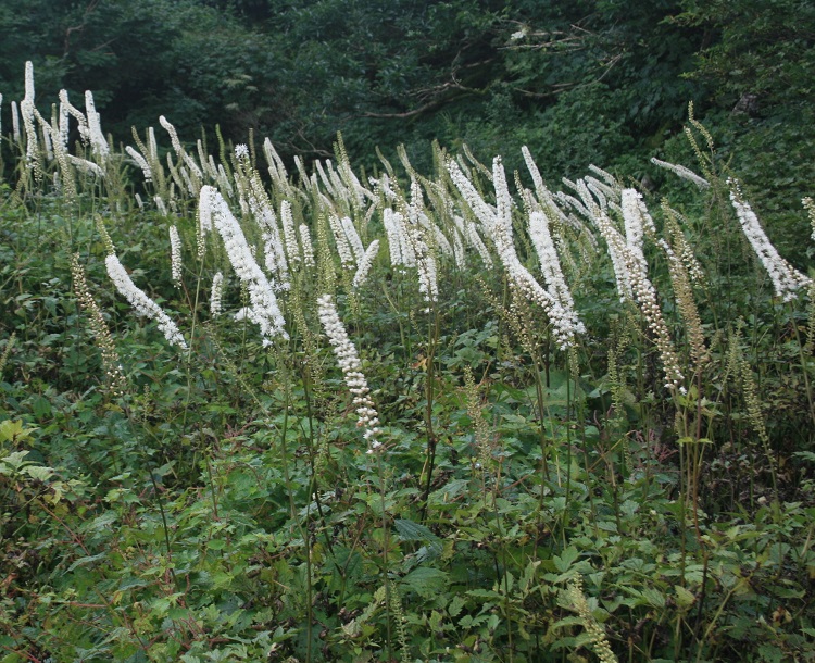 ACTAEA SIMPLEX