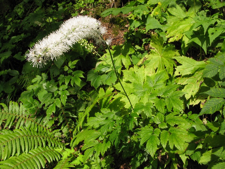 ACTAEA SIMPLEX