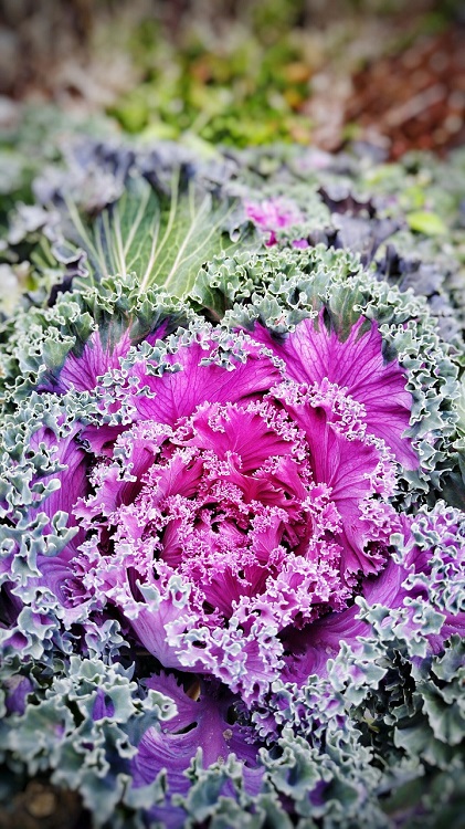 BRASSICA OLERACEA IN VARIETA'