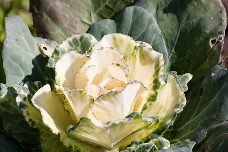 BRASSICA OLERACEA IN VARIETA'