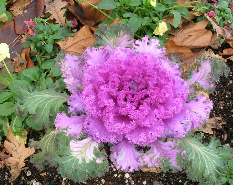 BRASSICA OLERACEA IN VARIETA'