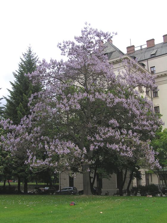 PAULOWNIA TOMENTOSA (IMPERIALIS)