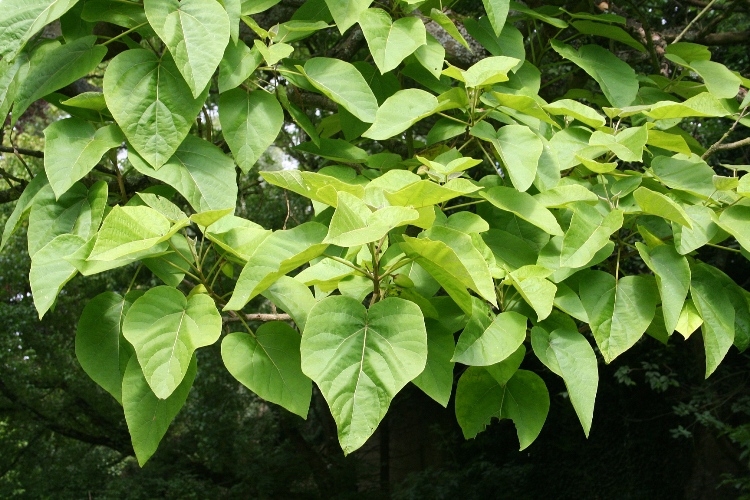 PAULOWNIA TOMENTOSA (IMPERIALIS)