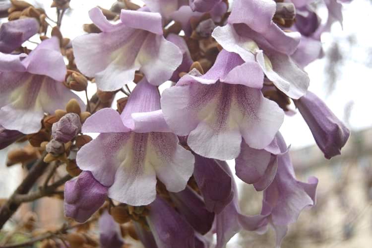 PAULOWNIA TOMENTOSA (IMPERIALIS)