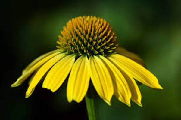 ECHINACEA PURPUREA LEILANI