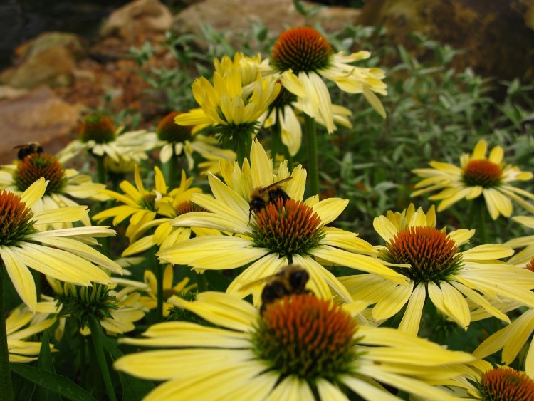 ECHINACEA PURPUREA LEILANI