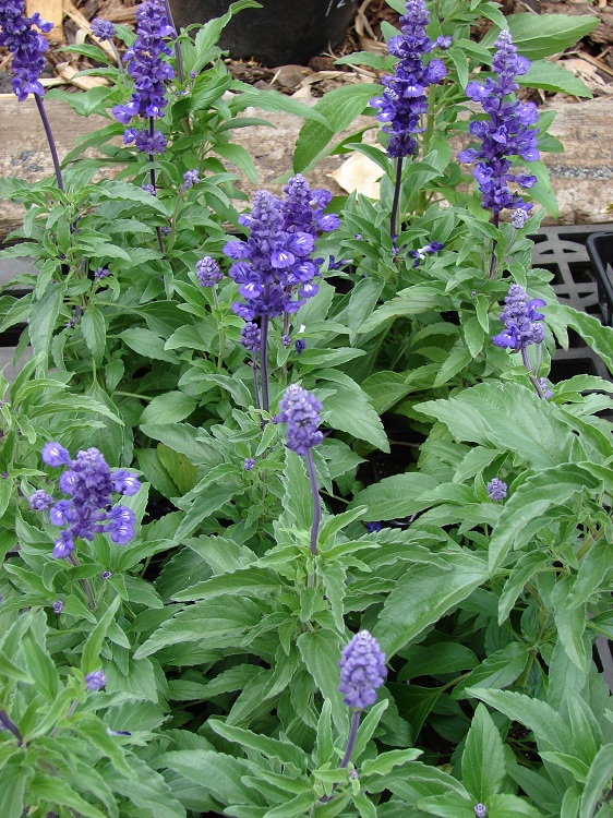 SALVIA FARINACEA