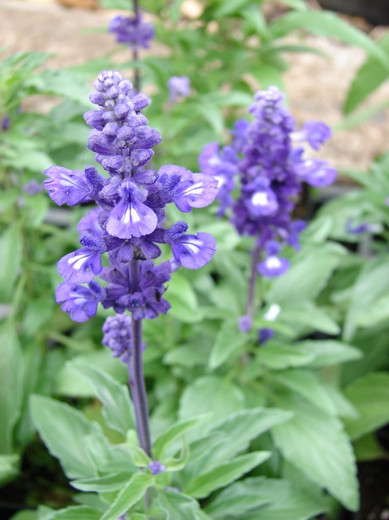 SALVIA FARINACEA