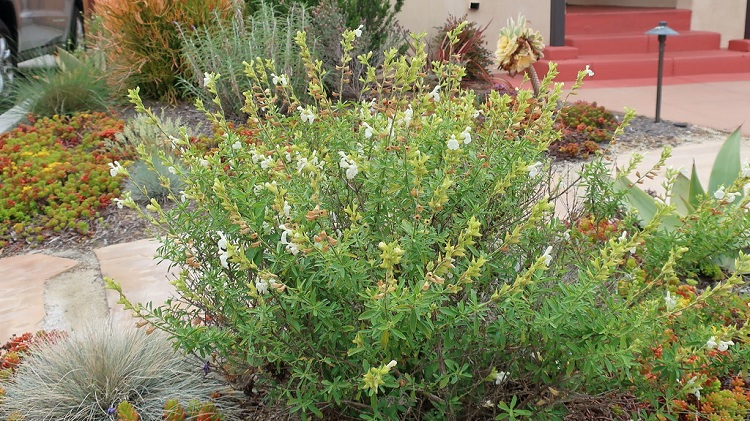 SALVIA GREGGII ALBA