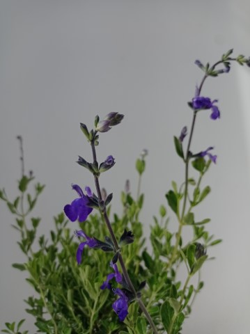 SALVIA GREGGII ALBA