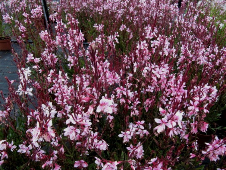 GAURA LINDHEIMERI BUTTERFLY DARK PINK