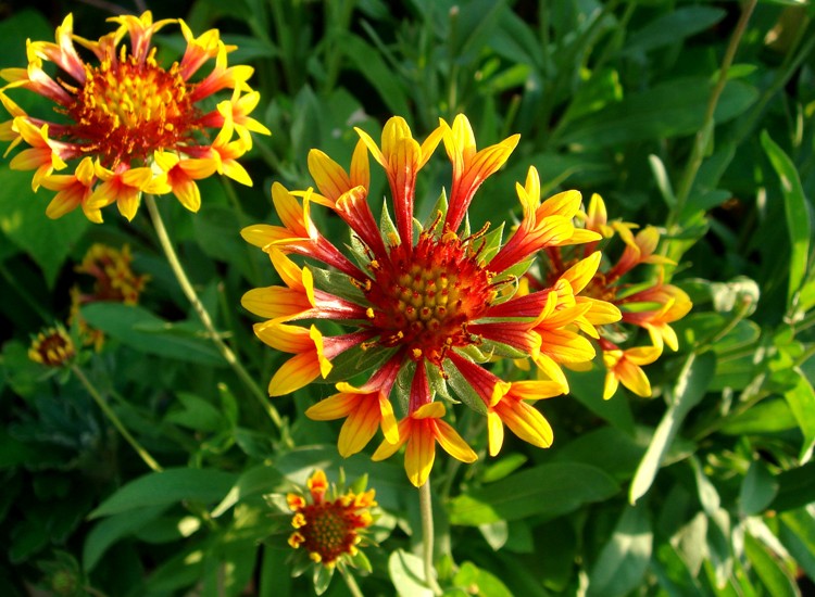 GAILLARDIA X GRANDIFLORA FANFARE
