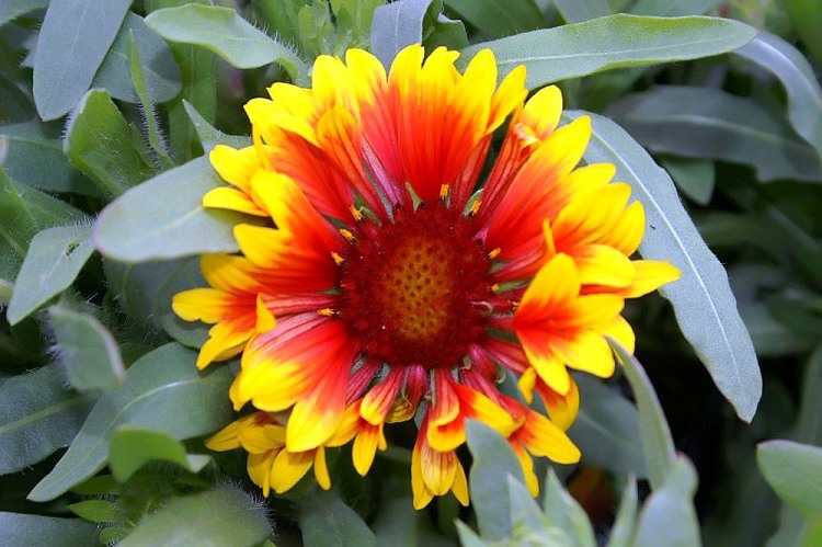 GAILLARDIA X GRANDIFLORA FANFARE