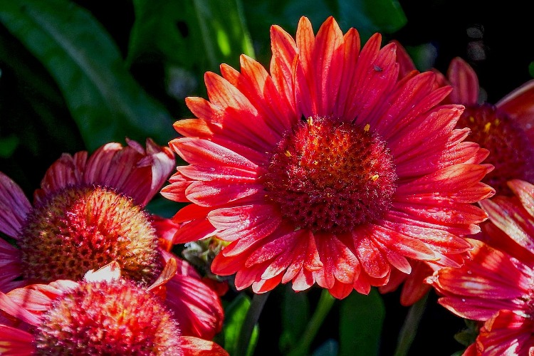 GAILLARDIA X GRANDIFLORA RED SUN