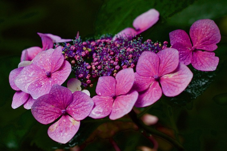 HYDRANGEA ASPERA HOT CHOCOLATE