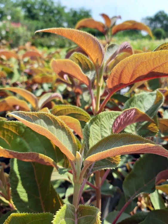 HYDRANGEA ASPERA HOT CHOCOLATE