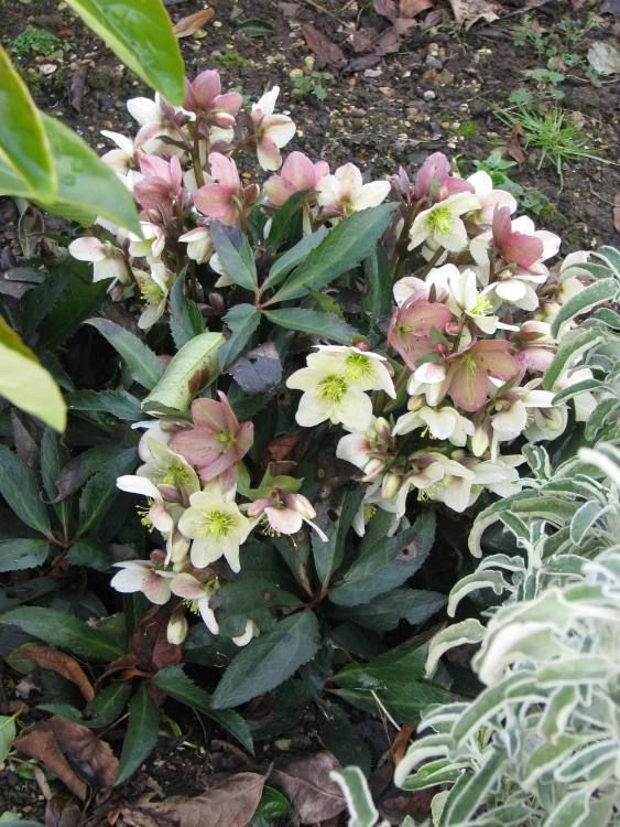 HELLEBORUS X BALL. HGC CINNAMON SNOW