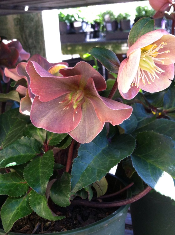 HELLEBORUS X BALL. HGC CINNAMON SNOW