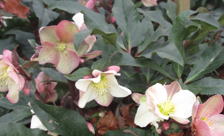 HELLEBORUS X BALLARDIAE HGC CAMELOT